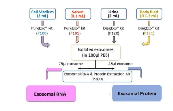 pureexo exosome isolation kit